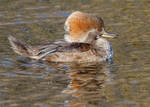 Hooded Merganser 2