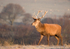 Red Deer Stag