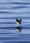 Puffin 2684