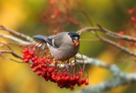 Female Bullfinch