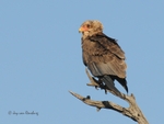 Juv Bateleur