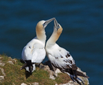 Gannet - Morus bassanus