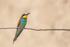 Bee-Eater