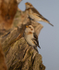 SNOW BUNTINGS