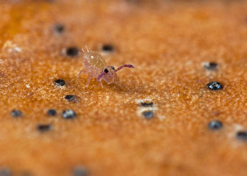 On the underside of a fallen leaf. Warwickshire, November 2012. Size: ~0.5mm.