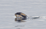 Baby Orca