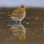 Golden Plover reflection