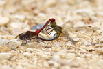 Mating pair of Ruddy Darters at Otmoor