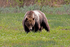 Bear #399
