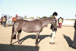 SBM_00083