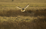 SHORT EARED OWL / REF SEO 20