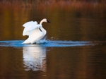 Swan Landing 180-3411