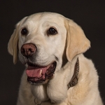 Golden Labrador Portrait