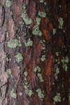 Scots pine bark near base 2