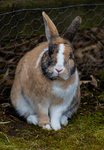 Rabbits portfolio