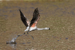 Chilean Flamingo (immature) running on water, Machuca, Chile