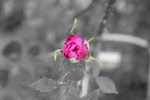 06Jun2013: Photo 157