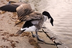 Goose