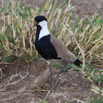 Spur-winged Lapwing portfolio