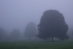 Durdham Downs in mist B075
