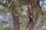 Leopard in a tree