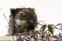 Pine Marten  (kit)