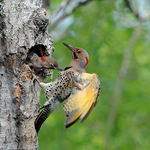 Colaptes auratus auratus Chick Bites Dad