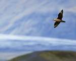 Great Skua portfolio