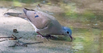 Blue Spotted Wood Dove