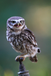 Little Owl