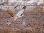 Sandhill Crane running before take-off, Bosque del Apache, New Mexico