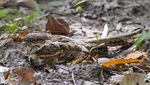Long Tailed Nightjar
