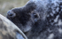GREY SEAL PUP (APPROX 2-3 WEEKS OLD)
