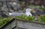Herring Gull