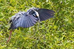 Yellow Crowned Night Heron _0023
