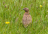 Common Quail.