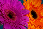 Gerbera