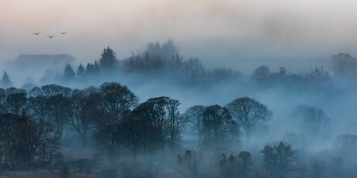 Three birds finding their way home during foggy conditions over the Glen of Imaal, Co Wicklow, Ireland.

Image (c)…
