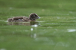 Common Loon chick, Minnesota, USA