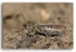 5021 grasshopper
