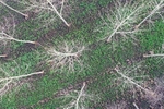 Poplar trees growing in the Nar Valley