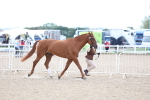 SBM_15352
