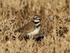 Killdeer, Bosque del Apache, New Mexico, USA