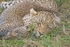 Leopard and cub resting - Timbavati, South Africa