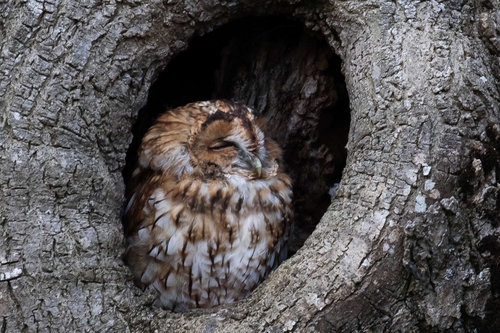 Temple Tawny