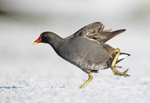 Moorhen - Gallinula chloropus