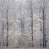 MARCH BEECHES - NORFOLK COUNTY