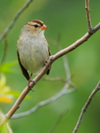 White-crowned Sparrow (1st winter), Canmore, Canada