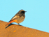 Black Redstart (male) perched on a roof at Anvil Point Lighthouse