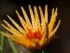 Gazania In The Morning